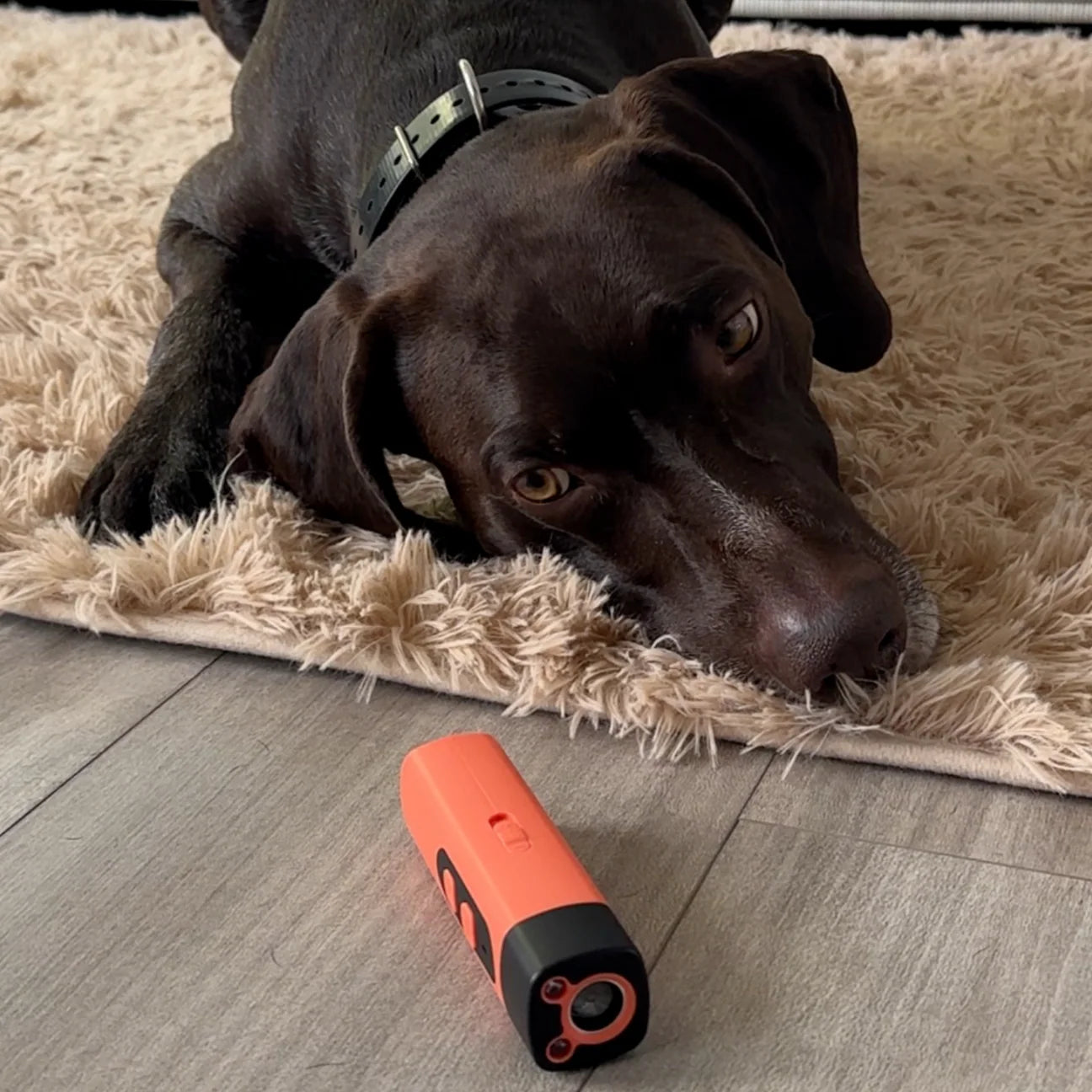 BarkStop – Din hjelp mot unødvendig bjeffing