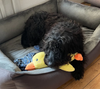 WookyZen™ – Ge din hund trygghet när du inte kan vara där