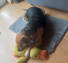 WookyZen™ – Ge din hund trygghet när du inte kan vara där